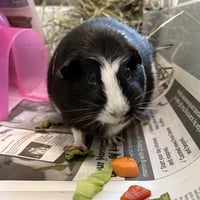 PUMPKIN - Photo 1