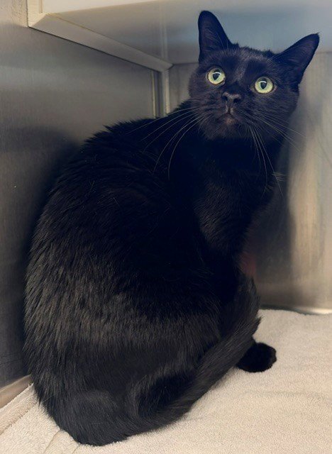 BARTLEBY - Domestic Short Hair available for adoption