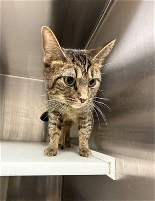 ZURI - Domestic Short Hair for adoption in Thornton