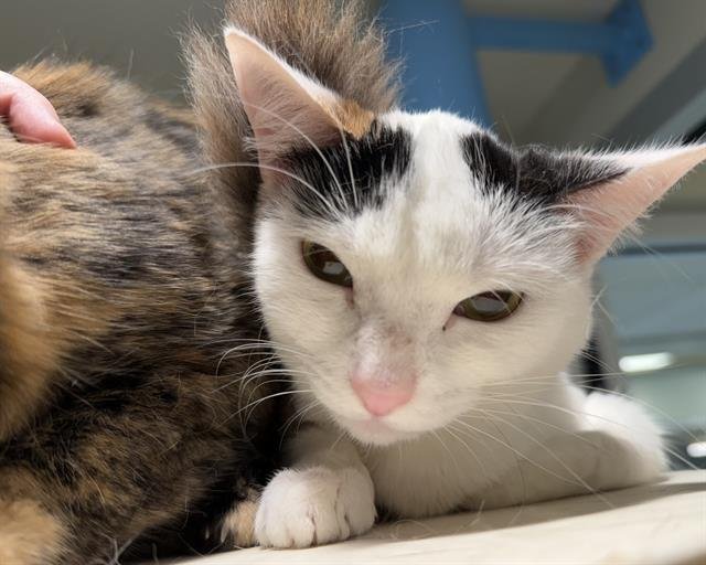 SÂMORES - Domestic Short Hair available for adoption