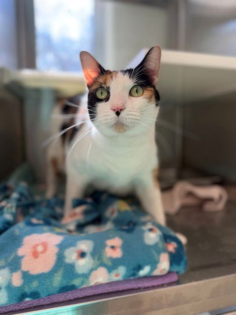 PEARL - Domestic Short Hair available for adoption