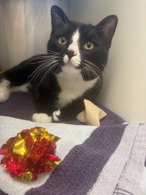 *HENRY - Domestic Short Hair available for adoption