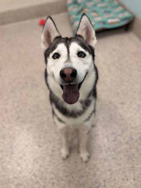 LATTE - Siberian Husky available for adoption