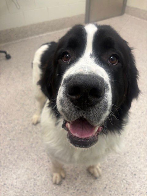 TANGO - Newfoundland Dog / Great Pyrenees available for adoption