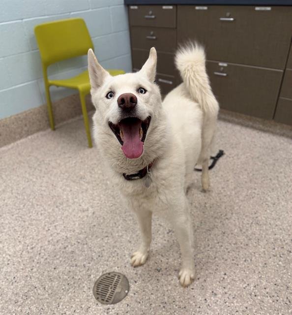 KISS - Siberian Husky available for adoption