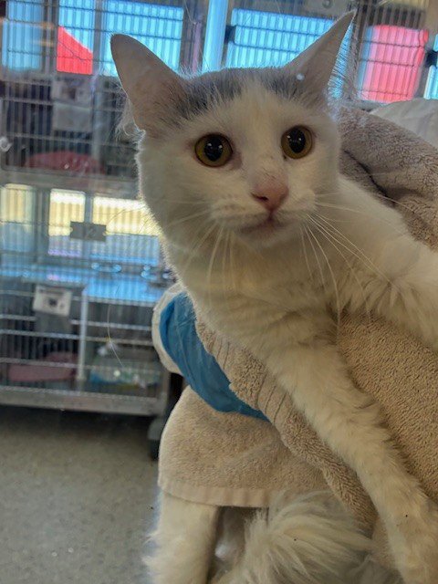 *MEL - Domestic Medium Hair available for adoption