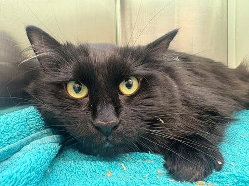 ROSIE - Domestic Long Hair for adoption in Thornton