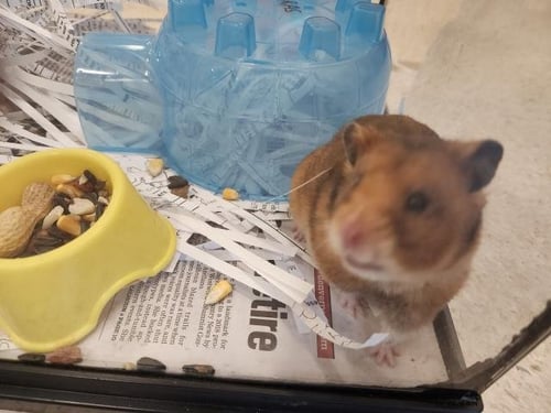 *TOMMY BOY - Hamster available for adoption