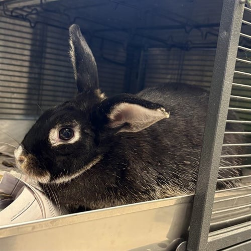 PURPLE - Longhaired Rabbit available for adoption