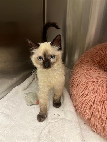 *IVY - Balinese available for adoption