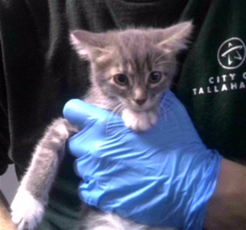 LACHESIS - Domestic Short Hair available for adoption