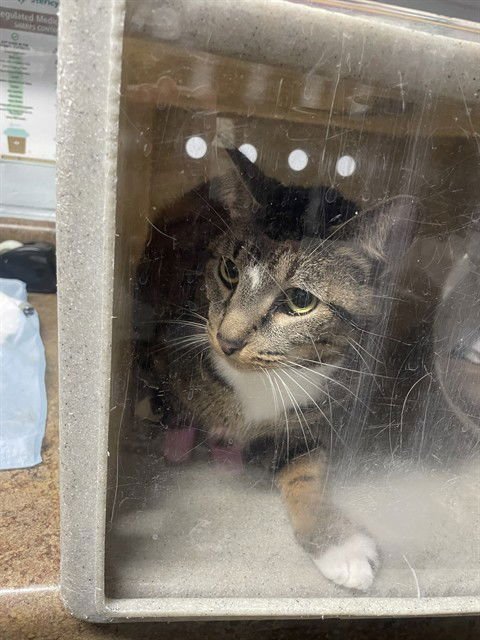 NOODLE - Domestic Short Hair available for adoption