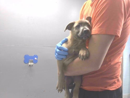 CORTLAND - Black Mouth Cur / Labrador Retriever available for adoption