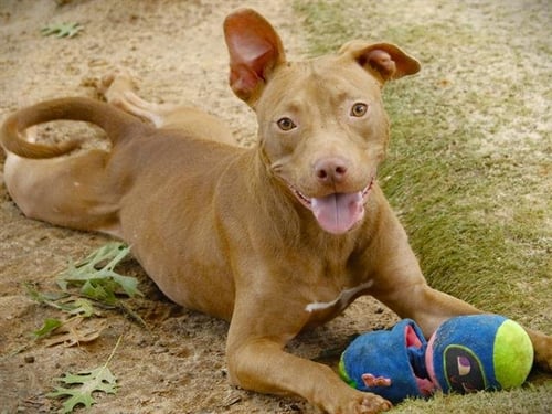 RUBY - American Staffordshire Terrier available for adoption