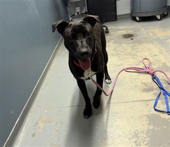 ELLIE - Labrador Retriever available for adoption