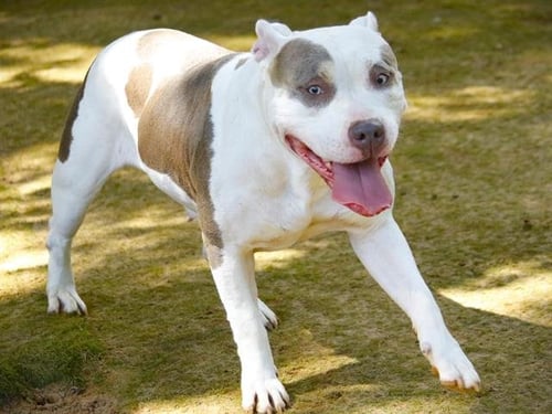 SKY - American Staffordshire Terrier available for adoption