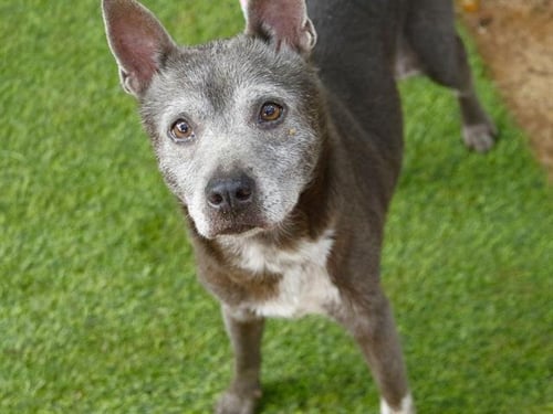 FEATHER - Jack Russell Terrier (Parson Russell Terrier) available for adoption