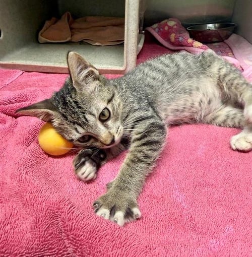JEEBIE - Domestic Short Hair available for adoption