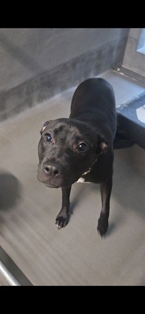HATTIE - Labrador Retriever available for adoption