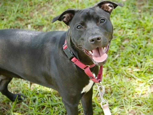 HATTIE - Labrador Retriever for adoption in Tallahassee