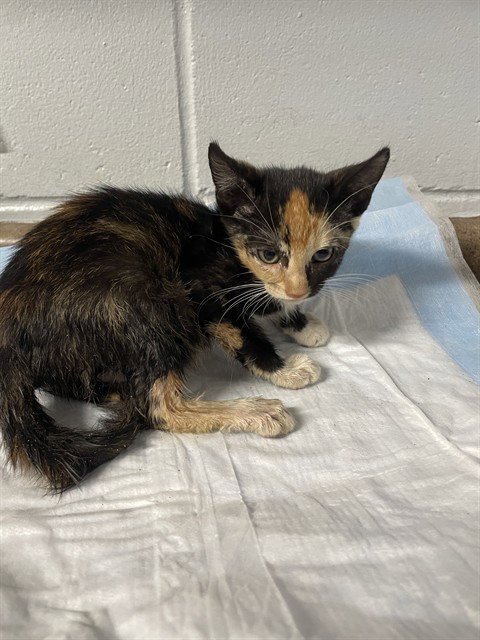 FAJITA - Domestic Short Hair available for adoption
