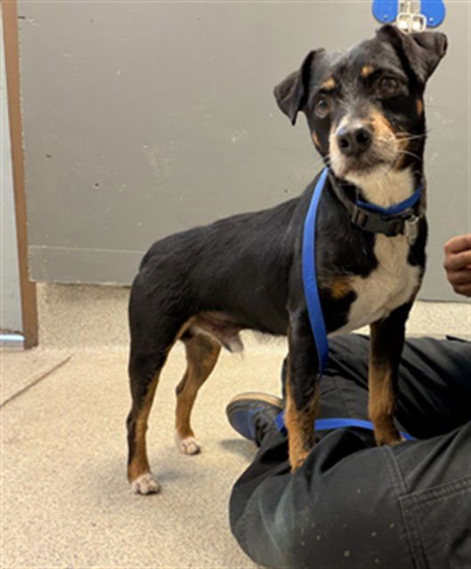 MONTIE - Chihuahua available for adoption