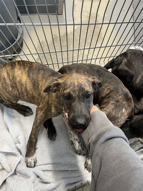 CURLY - Australian Cattle Dog/Blue Heeler available for adoption