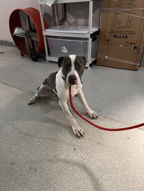 TRAWICK - American Staffordshire Terrier available for adoption