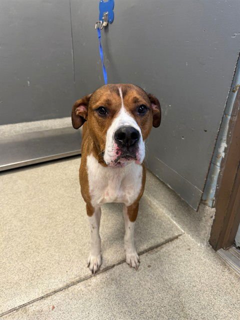 MARLEY - Boxer available for adoption