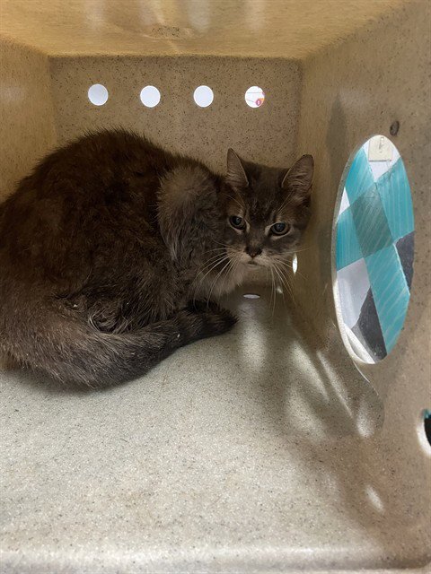 GLADYS - Domestic Short Hair available for adoption