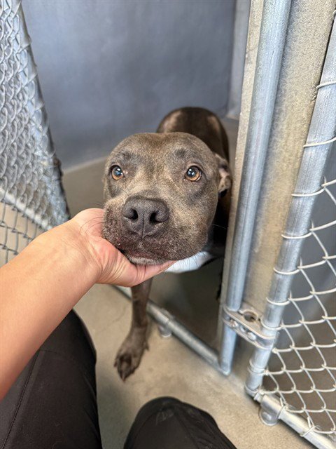 DIVINE - American Staffordshire Terrier available for adoption