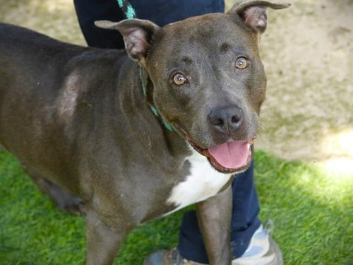 DIVINE - American Staffordshire Terrier available for adoption
