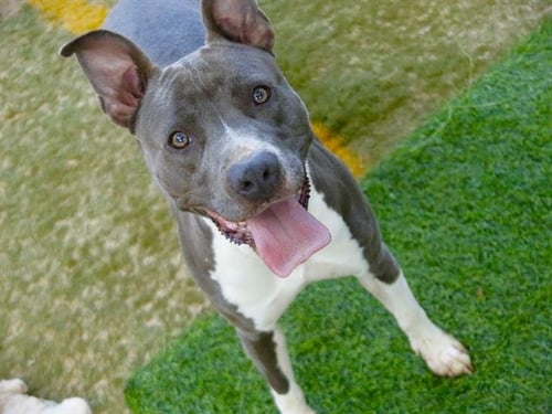 SANDRA - American Staffordshire Terrier available for adoption