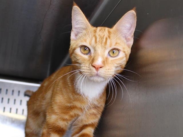 DEXTER Image