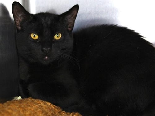 MIDNIGHT - Domestic Short Hair available for adoption