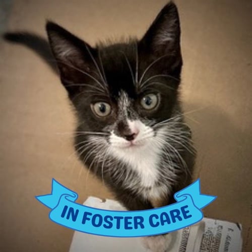 ELLA - Domestic Short Hair for adoption in Tallahassee