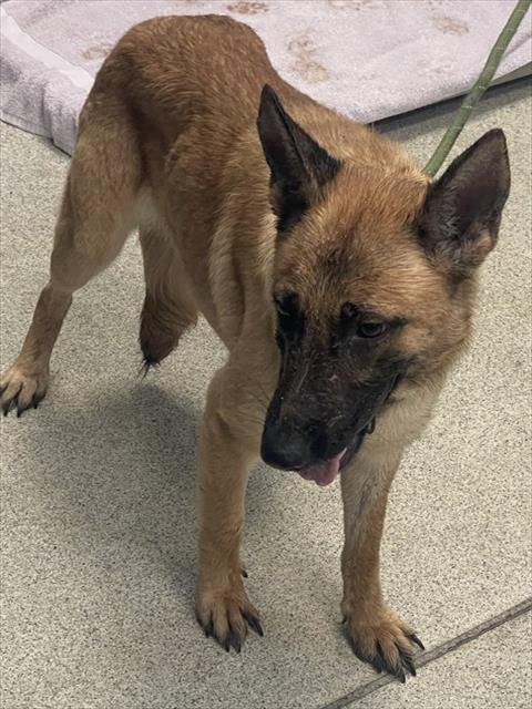 SHEBA - German Shepherd Dog available for adoption
