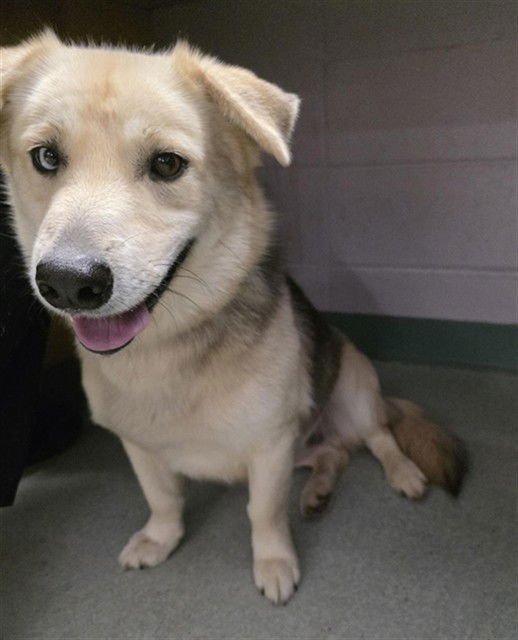 NAPOLEON - Pembroke Welsh Corgi / Siberian Husky available for adoption