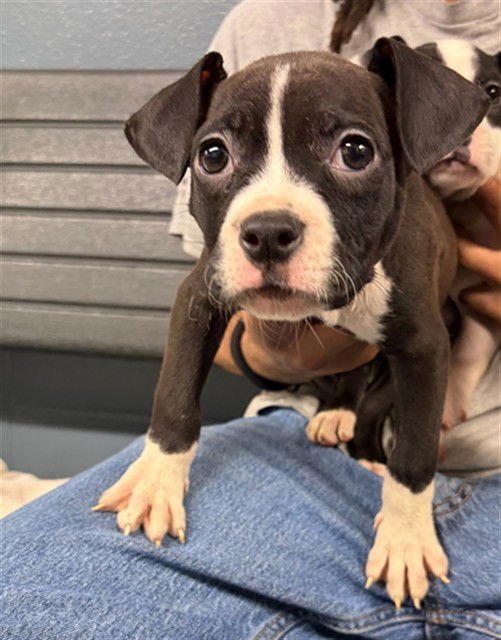 MINDY - Boxer available for adoption