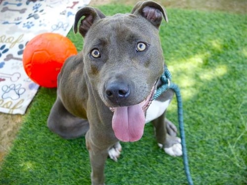 BUDDY - American Staffordshire Terrier available for adoption