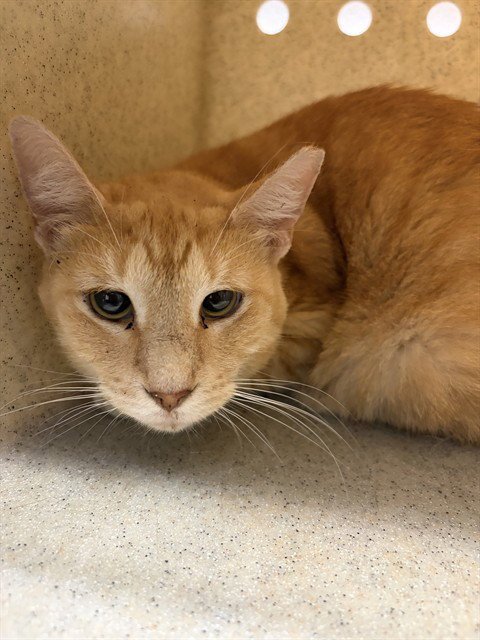 PEANUT - Domestic Short Hair available for adoption