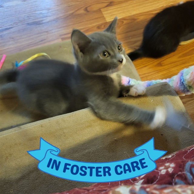 DOODLEBUG - Domestic Short Hair available for adoption