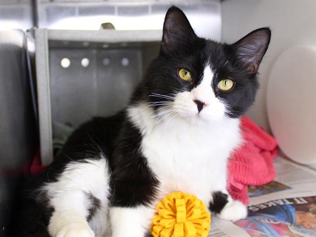 JACKSON - Domestic Medium Hair available for adoption