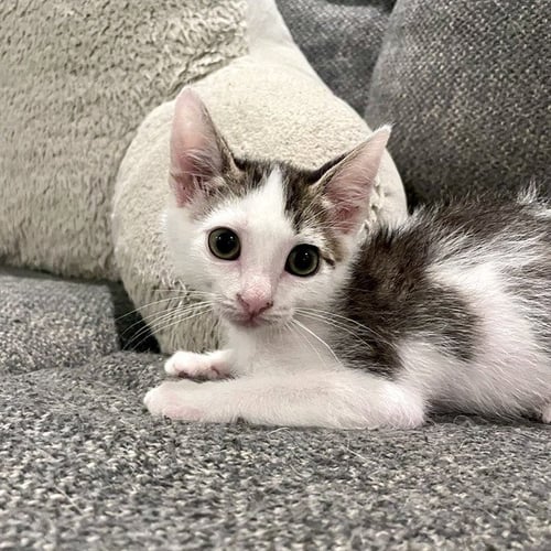 PEBBLE - Domestic Short Hair for adoption in Tallahassee