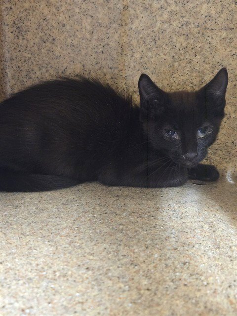 DRACULA - Domestic Short Hair available for adoption