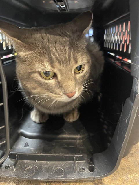 SARAH - Domestic Short Hair available for adoption
