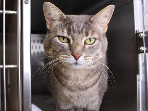 SARAH - Domestic Short Hair available for adoption