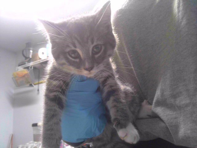 CHLOE - Domestic Medium Hair available for adoption