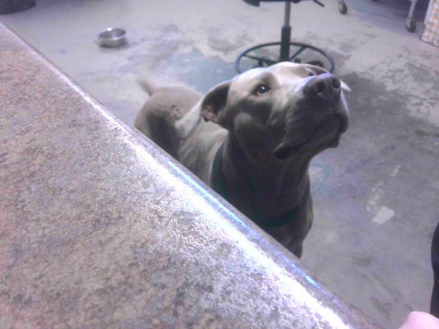 IRVINE - American Bulldog available for adoption