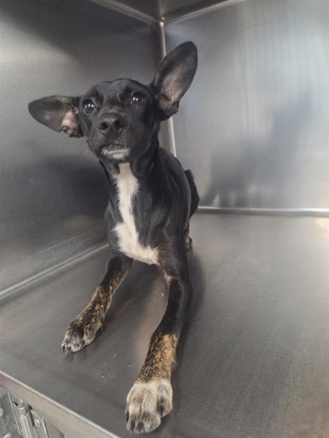 JUNIPER - Basenji / Chihuahua available for adoption